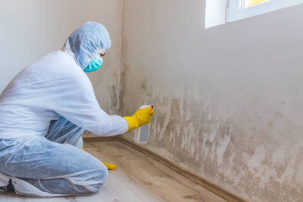 Licensed Basement Mold Remediation service in Lincoln, IL - Car Mold Remediation