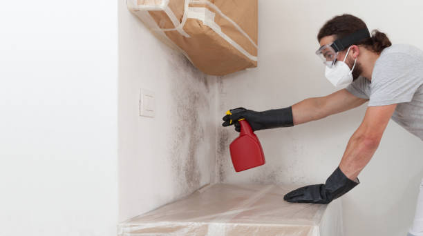 Professional Basement Mold Remediation technician working in Lincoln, IL