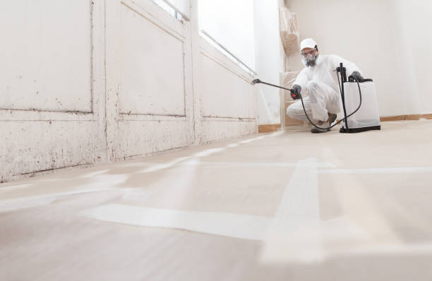 24/7 Emergency Basement Mold Remediation experts in Lincoln, IL