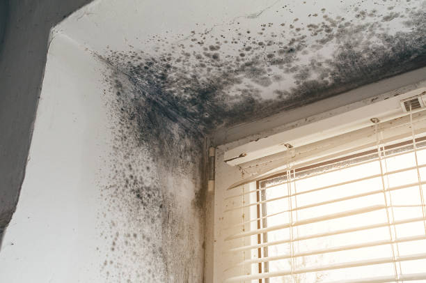 Affordable Basement Mold Remediation solutions in Lincoln, IL