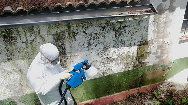 Top rated local Basement Mold Remediation specialists in Lincoln, IL